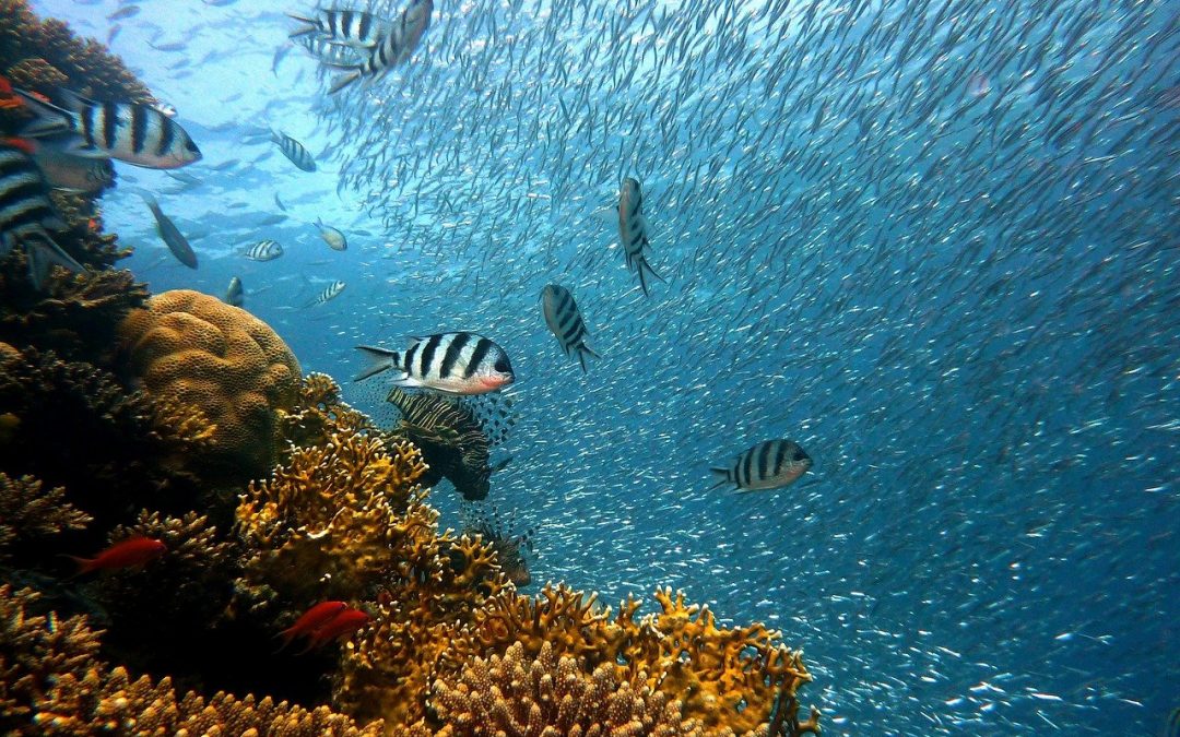 La biodiversidad es esencial para nuestra alimentación