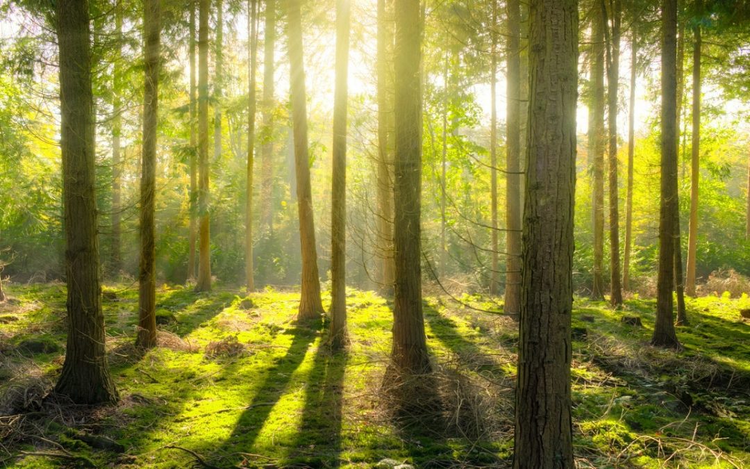 Proteger los bosques para preservar la biodiversidad y nuestro bienestar