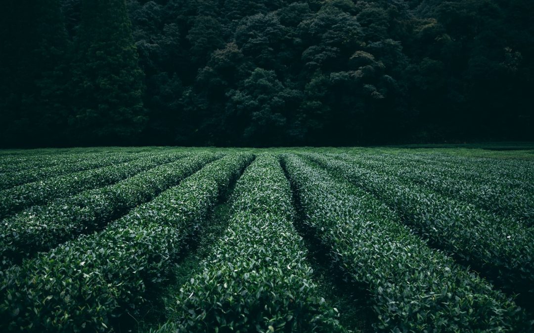 Una ola de privatización de los recursos naturales sin precedentes