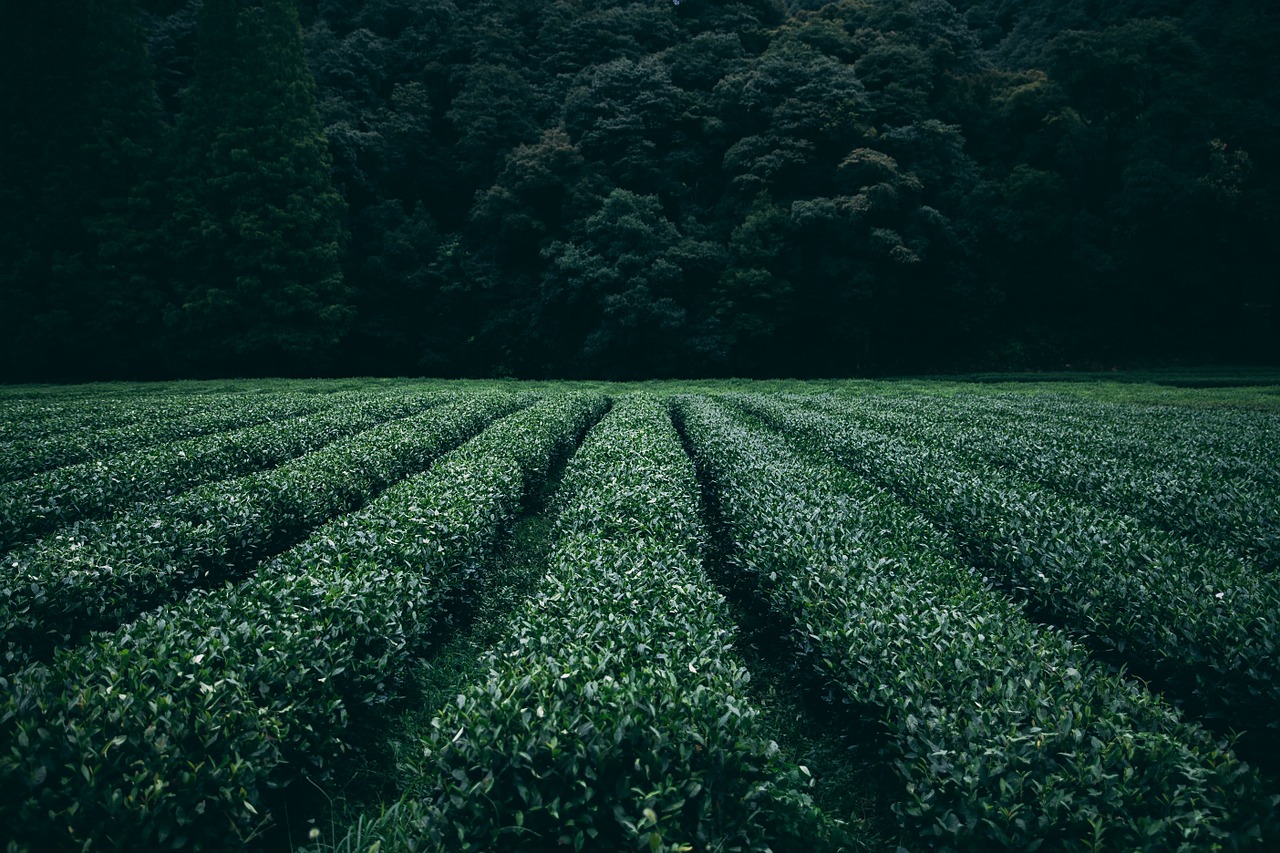 Plantación té