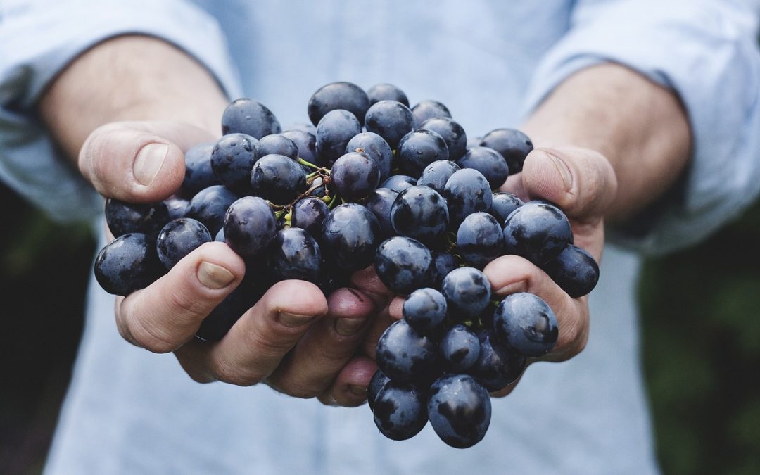 Reconectar la naturaleza, el alimento y los derechos de las personas para superar las crisis ecológicas