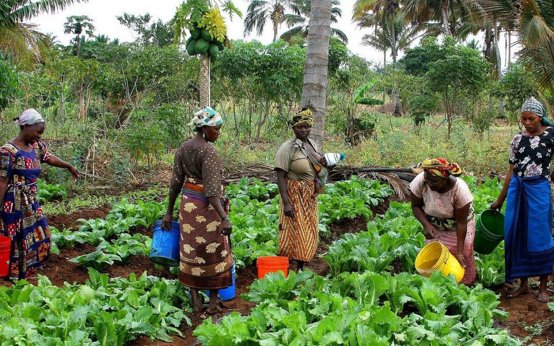 Una guía feminista para lograr el derecho a la alimentación