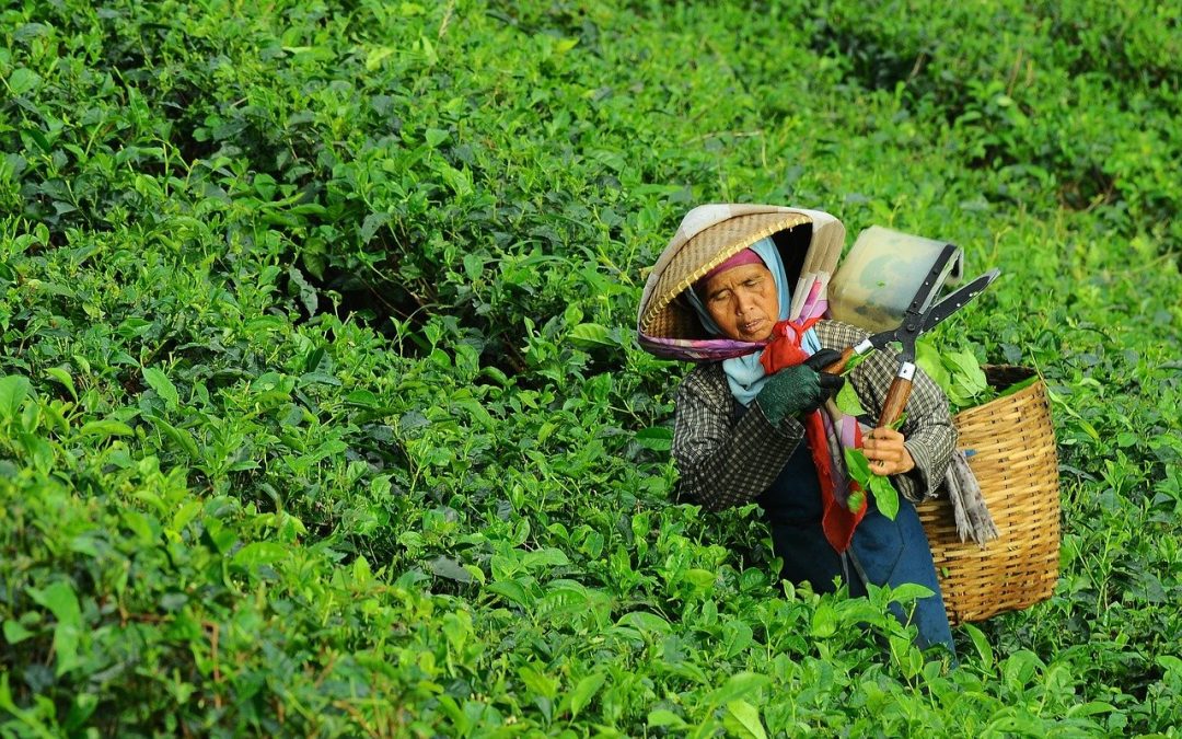 Cuatro acciones para lograr un sistema alimentario más sostenible