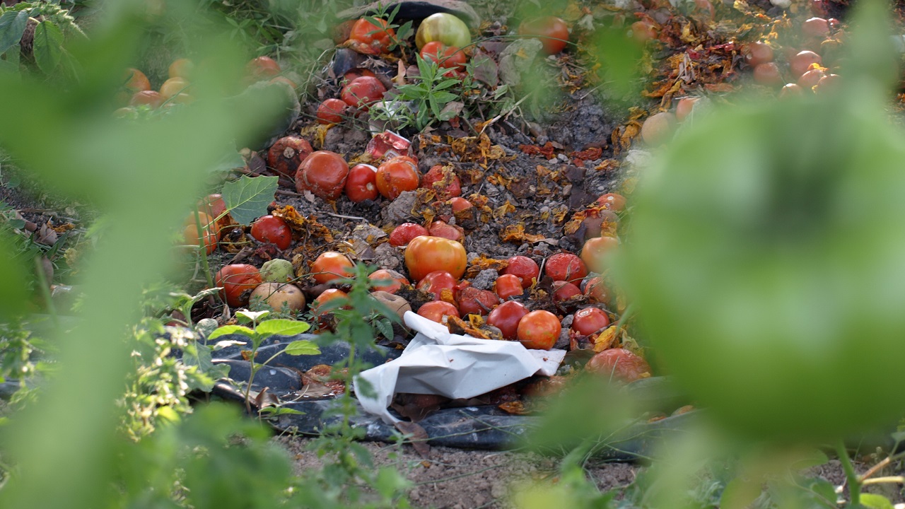Tomates desperdiciados campo