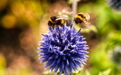 La importancia de cuidar a las abejas