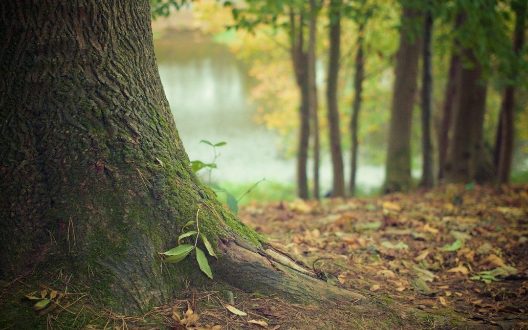 Los pueblos indígenas y tribales son los mejores guardianes de los bosques