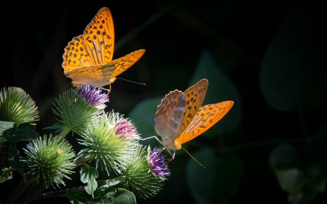 La importancia de proteger la diversidad biológica