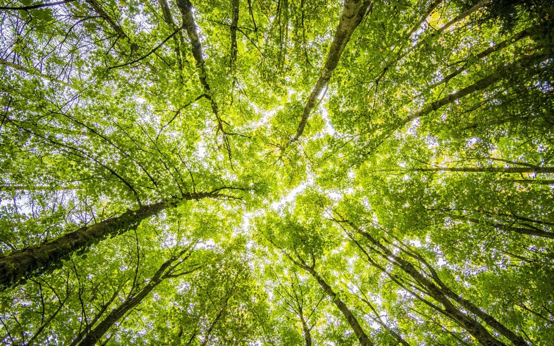 Hacer las paces con la naturaleza