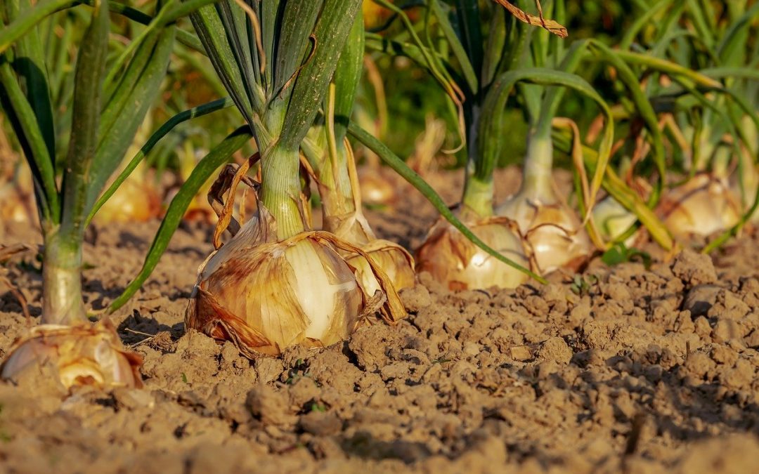 Hacia la agroecología en Europa