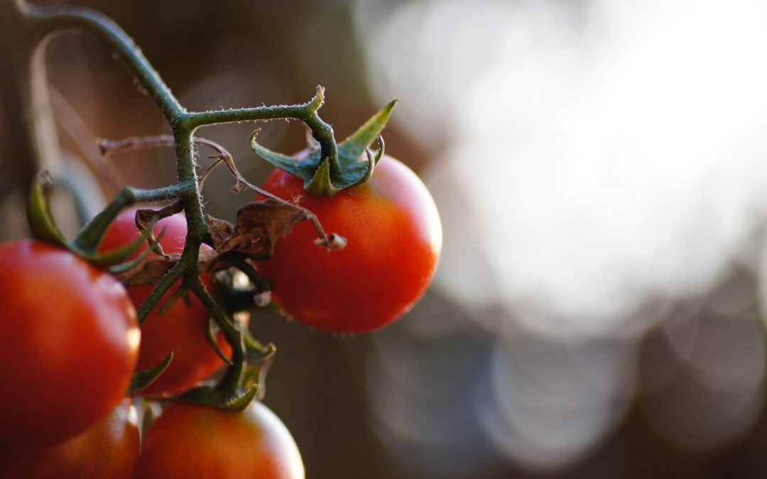 La agricultura ecológica frente al cambio climático