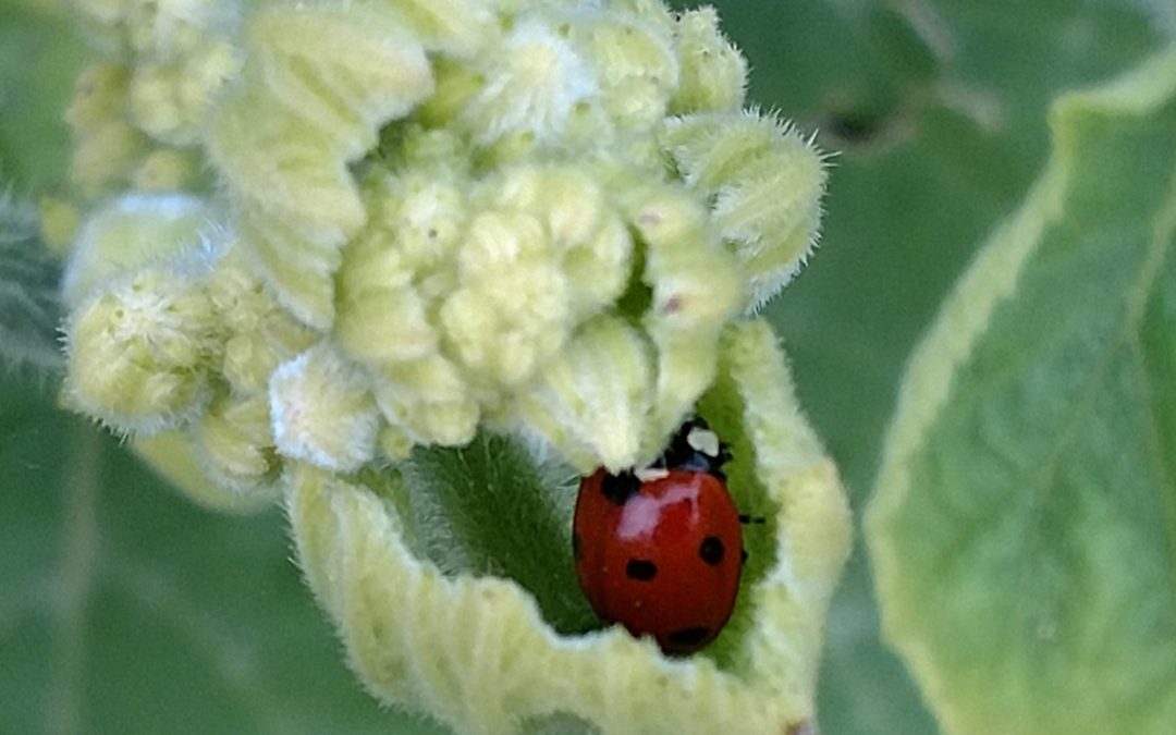 Consumo sostenible para la biodiversidad y los servicios ecosistémicos