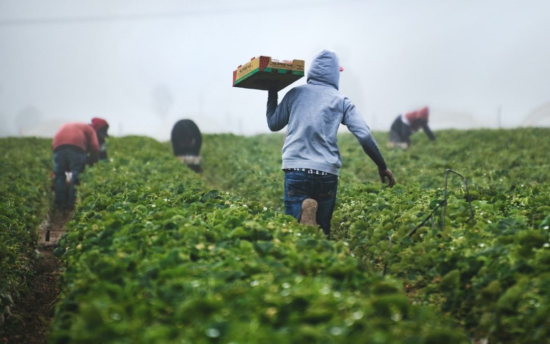 La Unión Europea prevé que durante la próxima década se pierda un 13 % de la mano de obra del sector agroalimentario