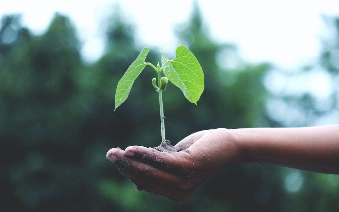 45 acciones para impulsar la sostenibilidad ambiental de los sistemas alimentarios